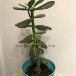 Jade Plant in Texas