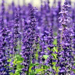 Lavender in Texas