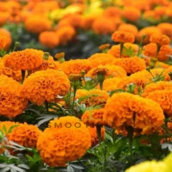 Marigold in Texas